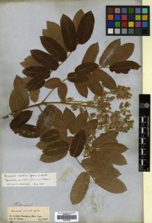 Type specimen at Edinburgh (E). Spruce, Richard: . Barcode: E00296828.