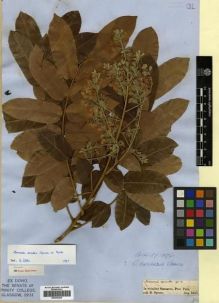 Type specimen at Edinburgh (E). Spruce, Richard: . Barcode: E00296829.