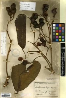 Type specimen at Edinburgh (E). Sintenis, Paul: 1886. Barcode: E00296831.