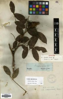 Type specimen at Edinburgh (E). Sellow, Friedrich: . Barcode: E00296832.
