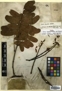 Type specimen at Edinburgh (E). Schomburgk, Robert: 894. Barcode: E00296833.