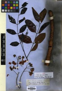Type specimen at Edinburgh (E). Spruce, Richard: 2558. Barcode: E00296834.