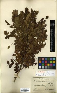 Type specimen at Edinburgh (E). Fuertes, Miguel: 285. Barcode: E00296841.