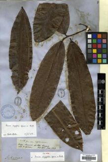 Type specimen at Edinburgh (E). Spruce, Richard: 2586. Barcode: E00296842.