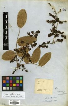 Type specimen at Edinburgh (E). Gardner, George: 3654. Barcode: E00296844.