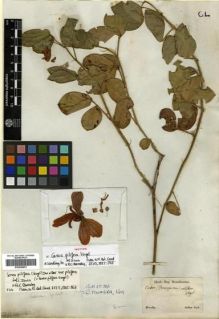 Type specimen at Edinburgh (E). Sellow, Friedrich: . Barcode: E00296851.