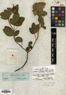 Type specimen at Edinburgh (E). Sellow, Friedrich: . Barcode: E00296852.