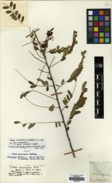 Type specimen at Edinburgh (E). Blanchet, Jacques: 2851. Barcode: E00296856.