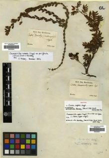 Type specimen at Edinburgh (E). Sellow, Friedrich: . Barcode: E00296861.