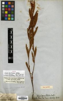Type specimen at Edinburgh (E). Gardner, George: 3689. Barcode: E00296864.