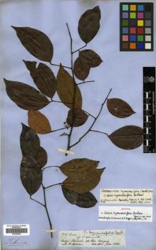 Type specimen at Edinburgh (E). Spruce, Richard: 2787. Barcode: E00296865.
