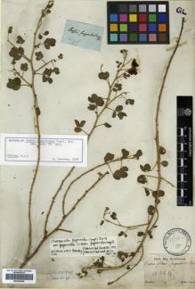 Type specimen at Edinburgh (E). Sellow, Friedrich: . Barcode: E00296868.