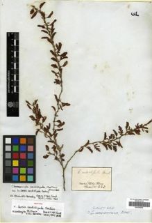 Type specimen at Edinburgh (E). Martius, Carl: 223. Barcode: E00296869.