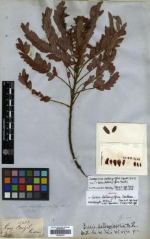 Type specimen at Edinburgh (E). Gardner, George: 3688. Barcode: E00296870.