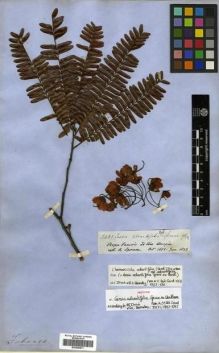 Type specimen at Edinburgh (E). Spruce, Richard: 2437. Barcode: E00296871.