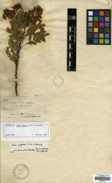 Type specimen at Edinburgh (E). Rusby, Henry: 980. Barcode: E00296876.