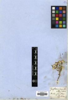 Type specimen at Edinburgh (E). Gillies, John: . Barcode: E00296879.