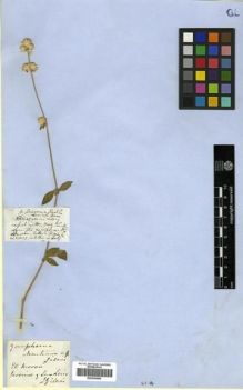 Type specimen at Edinburgh (E). Gillies, John: . Barcode: E00296880.