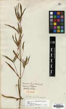 Type specimen at Edinburgh (E). Hartweg, Karl: 1365. Barcode: E00296886.