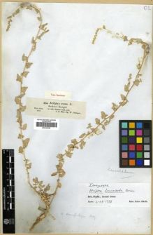 Type specimen at Edinburgh (E). Schimper, Georg: 434. Barcode: E00296898.