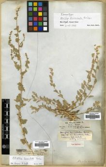 Type specimen at Edinburgh (E). Schimper, Georg: 434. Barcode: E00296899.