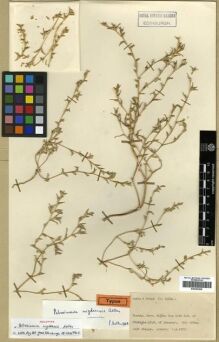 Type specimen at Edinburgh (E). Davis, Peter; Hedge, Ian: D.32824. Barcode: E00296908.