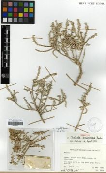 Type specimen at Edinburgh (E). Miller, Anthony : 6409. Barcode: E00296912.
