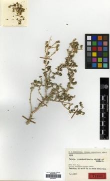 Type specimen at Edinburgh (E). Rechinger, Karl: 8178. Barcode: E00296916.