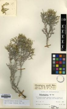 Type specimen at Edinburgh (E). Hedge, Ian; Wendelbo, Per: W3900. Barcode: E00296919.