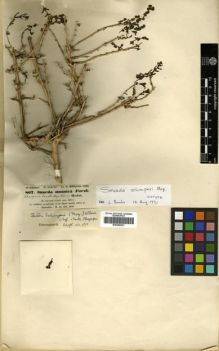 Type specimen at Edinburgh (E). Schimper, Georg: 867. Barcode: E00296921.