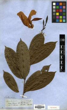 Type specimen at Edinburgh (E). Spruce, Richard: 2484. Barcode: E00296927.