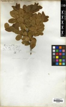 Type specimen at Edinburgh (E). Cuming, Hugh: 776. Barcode: E00296934.
