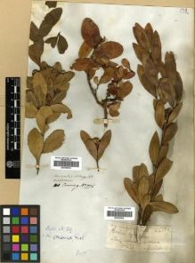 Type specimen at Edinburgh (E). Cuming, Hugh: 776. Barcode: E00296935.