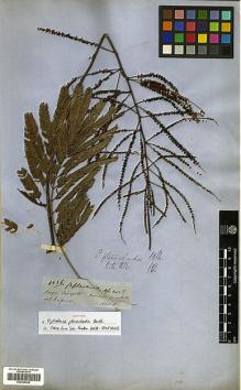 Type specimen at Edinburgh (E). Spruce, Richard: 4536. Barcode: E00296968.