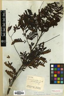 Type specimen at Edinburgh (E). Schomburgk, Robert: 604. Barcode: E00296969.