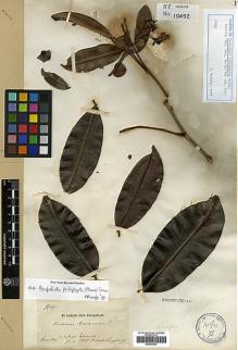 Type specimen at Edinburgh (E). Riedel, Ludwig: 804. Barcode: E00296970.