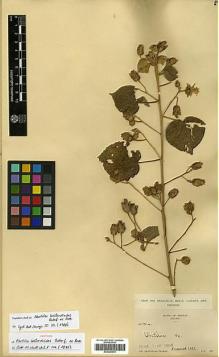 Type specimen at Edinburgh (E). Palmer, Edward: 1314. Barcode: E00296975.