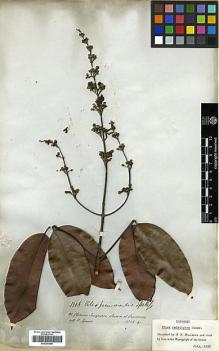 Type specimen at Edinburgh (E). Spruce, Richard: 3356. Barcode: E00296988.