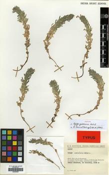 Type specimen at Edinburgh (E). Rechinger, Karl: 10747. Barcode: E00296989.