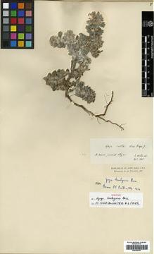 Type specimen at Edinburgh (E). Von Heldreich, Theodor: . Barcode: E00296991.