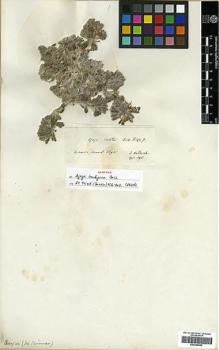Type specimen at Edinburgh (E). Von Heldreich, Theodor: . Barcode: E00296992.