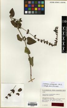 Type specimen at Edinburgh (E). Rechinger, Karl: 12105. Barcode: E00297000.