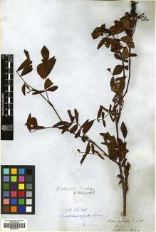 Type specimen at Edinburgh (E). Wallich, Nathaniel: 690A. Barcode: E00298815.