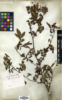 Type specimen at Edinburgh (E). Wallich, Nathaniel: 690A. Barcode: E00298816.