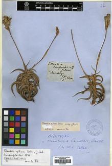 Type specimen at Edinburgh (E). Gillies, John: . Barcode: E00298894.