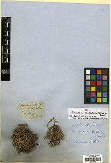 Type specimen at Edinburgh (E). Gillies, John: . Barcode: E00298899.