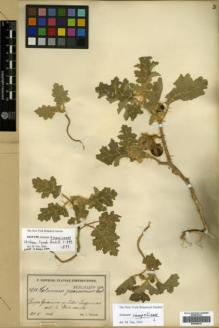 Type specimen at Edinburgh (E). Sintenis, Paul: 3918. Barcode: E00298916.