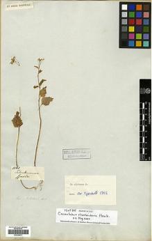 Type specimen at Edinburgh (E). Mathews, Andrew: 1061. Barcode: E00298972.