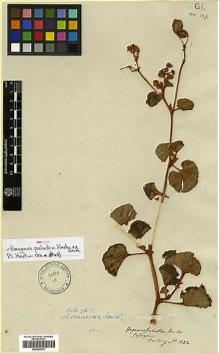 Type specimen at Edinburgh (E). Hartweg, Karl: 1022. Barcode: E00299537.