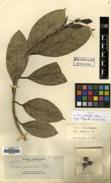 Type specimen at Edinburgh (E). Elmer, Adolph: 10475. Barcode: E00301002.